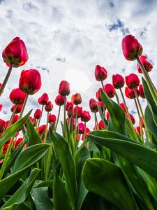 Preview wallpaper tulips, red, flowers, sky, clouds