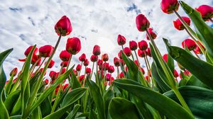 Preview wallpaper tulips, red, flowers, sky, clouds