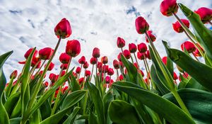 Preview wallpaper tulips, red, flowers, sky, clouds
