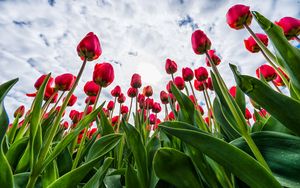Preview wallpaper tulips, red, flowers, sky, clouds