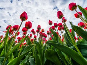 Preview wallpaper tulips, red, flowers, sky, clouds
