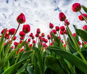 Preview wallpaper tulips, red, flowers, sky, clouds