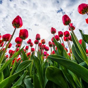 Preview wallpaper tulips, red, flowers, sky, clouds