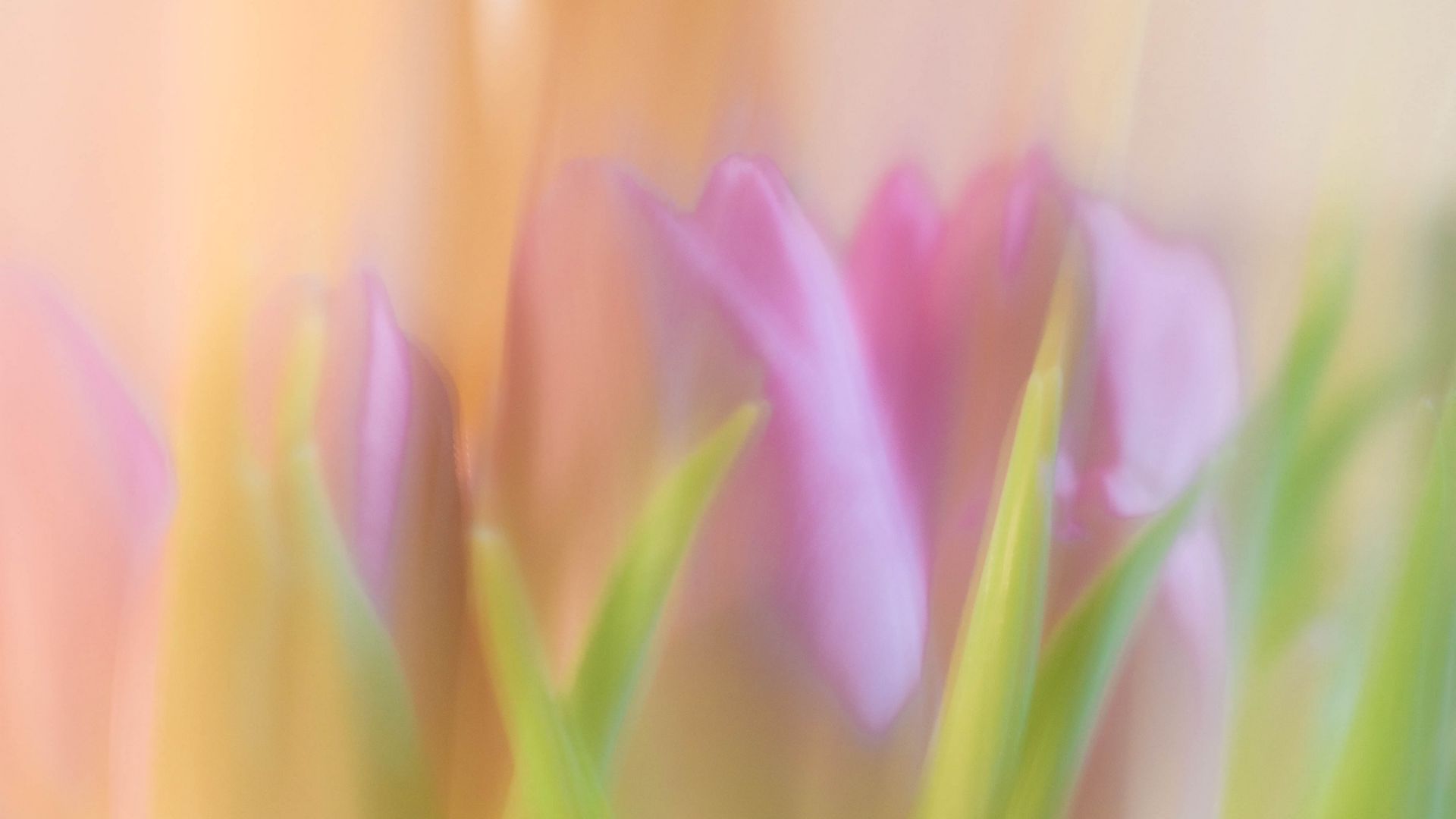1920x1080 Wallpaper tulips, spring, flowers, blur