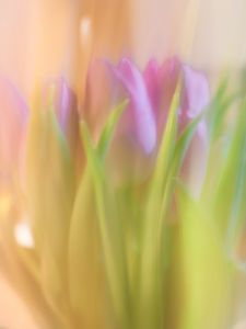 Preview wallpaper tulips, spring, flowers, blur