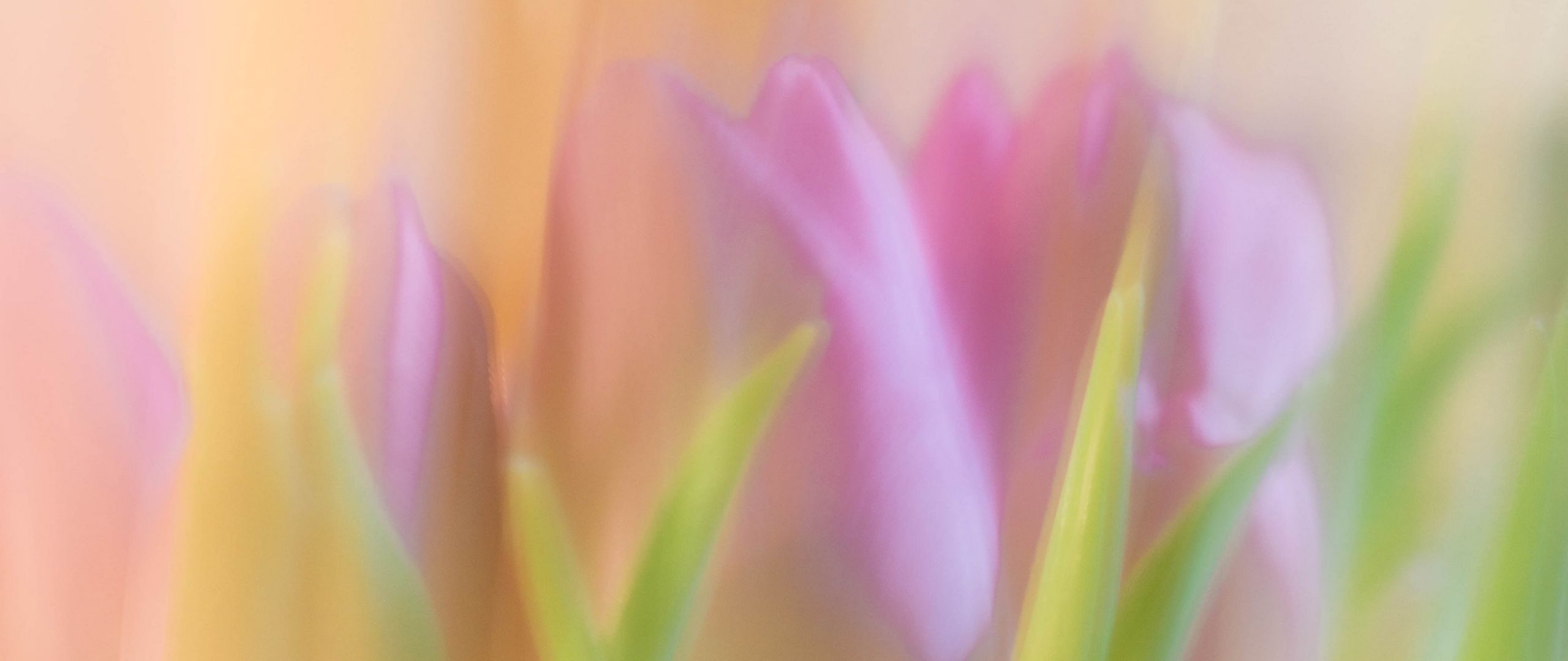 2560x1080 Wallpaper tulips, spring, flowers, blur
