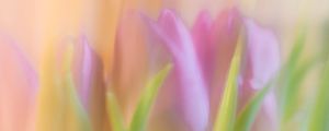 Preview wallpaper tulips, spring, flowers, blur