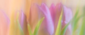 Preview wallpaper tulips, spring, flowers, blur