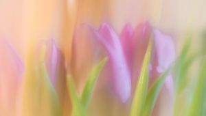 Preview wallpaper tulips, spring, flowers, blur