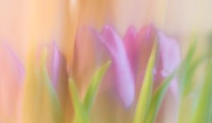 Preview wallpaper tulips, spring, flowers, blur