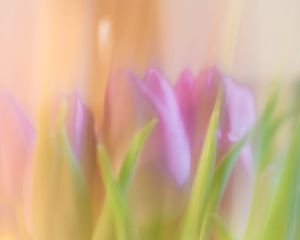 Preview wallpaper tulips, spring, flowers, blur