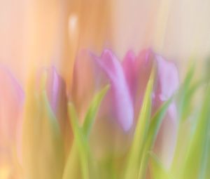 Preview wallpaper tulips, spring, flowers, blur