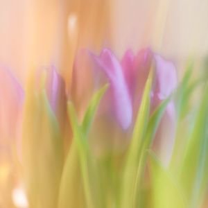 Preview wallpaper tulips, spring, flowers, blur