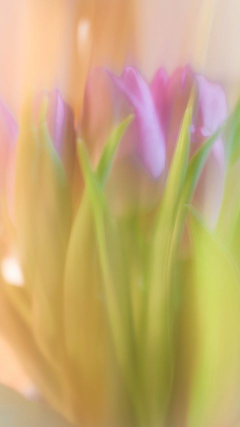 480x854 Wallpaper tulips, spring, flowers, blur