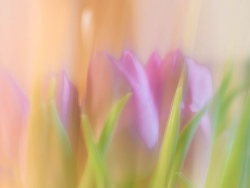 800x600 Wallpaper tulips, spring, flowers, blur