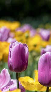 Preview wallpaper tulips, stem, bright, petals