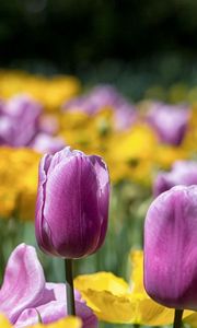 Preview wallpaper tulips, stem, bright, petals
