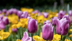 Preview wallpaper tulips, stem, bright, petals