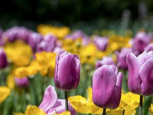 Preview wallpaper tulips, stem, bright, petals