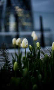 Preview wallpaper tulips, white, flowerbed, flowers, buds