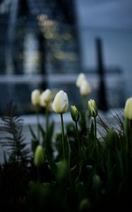 Preview wallpaper tulips, white, flowerbed, flowers, buds