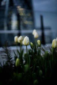 Preview wallpaper tulips, white, flowerbed, flowers, buds