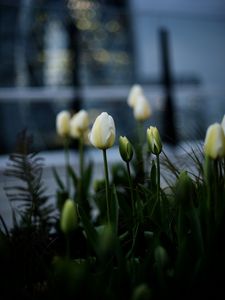 Preview wallpaper tulips, white, flowerbed, flowers, buds