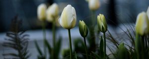 Preview wallpaper tulips, white, flowerbed, flowers, buds