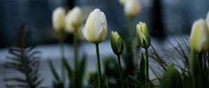 Preview wallpaper tulips, white, flowerbed, flowers, buds