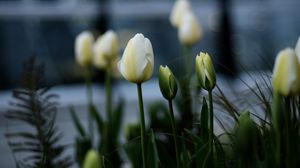 Preview wallpaper tulips, white, flowerbed, flowers, buds