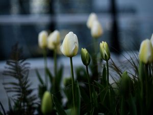 Preview wallpaper tulips, white, flowerbed, flowers, buds