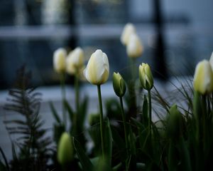 Preview wallpaper tulips, white, flowerbed, flowers, buds