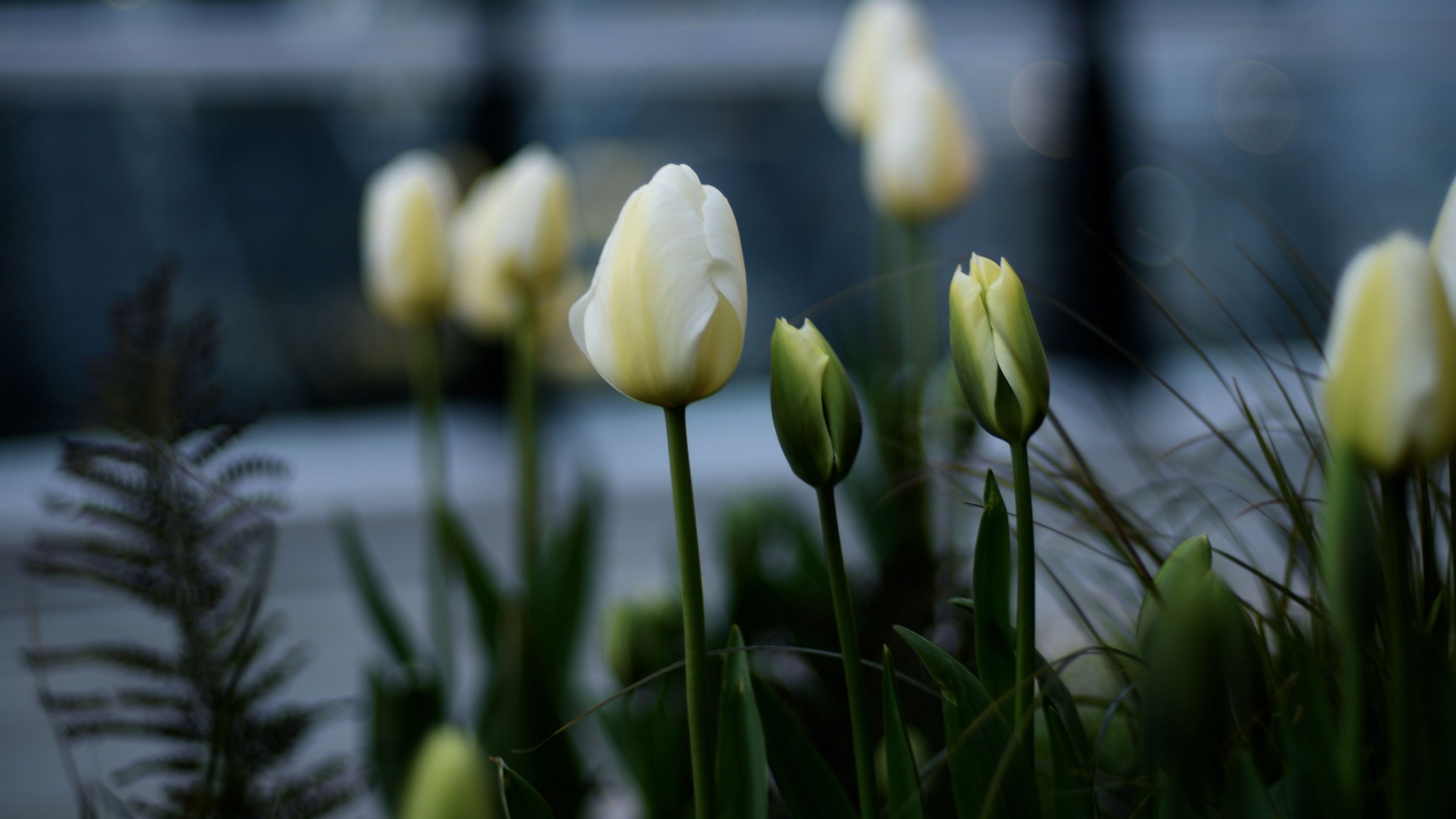 Những bông hoa tulip được ví như biểu tượng của tình yêu và tình bạn. Và hình nền laptop với tulips này sẽ mang đến một không gian ấm áp, ngọt ngào và lãng mạn hơn rất nhiều. Hãy cùng khám phá và trải nghiệm.