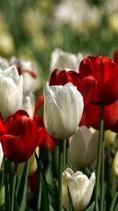 Preview wallpaper tulips, white, red, flower, flowerbed, spring