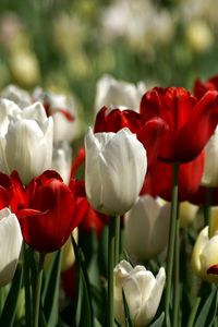 Preview wallpaper tulips, white, red, flower, flowerbed, spring