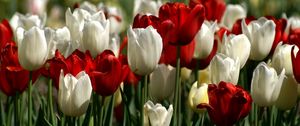 Preview wallpaper tulips, white, red, flower, flowerbed, spring