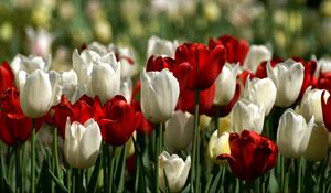 Preview wallpaper tulips, white, red, flower, flowerbed, spring