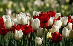 Preview wallpaper tulips, white, red, flower, flowerbed, spring