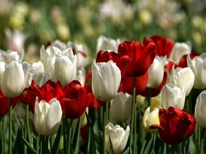 Preview wallpaper tulips, white, red, flower, flowerbed, spring