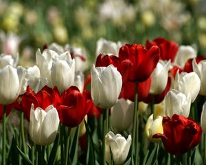 Preview wallpaper tulips, white, red, flower, flowerbed, spring