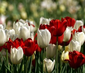 Preview wallpaper tulips, white, red, flower, flowerbed, spring