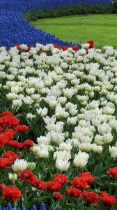 Preview wallpaper tulips, white, red, muscari, flowerbed, pattern