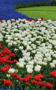 Preview wallpaper tulips, white, red, muscari, flowerbed, pattern