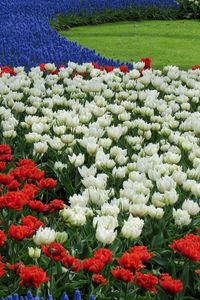 Preview wallpaper tulips, white, red, muscari, flowerbed, pattern