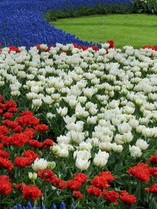 Preview wallpaper tulips, white, red, muscari, flowerbed, pattern