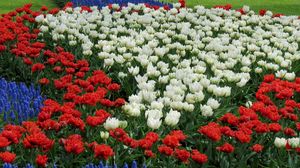 Preview wallpaper tulips, white, red, muscari, flowerbed, pattern