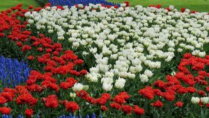 Preview wallpaper tulips, white, red, muscari, flowerbed, pattern