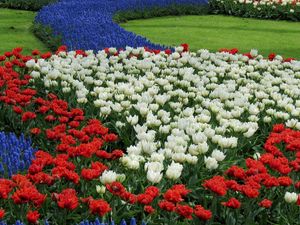 Preview wallpaper tulips, white, red, muscari, flowerbed, pattern