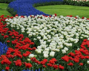 Preview wallpaper tulips, white, red, muscari, flowerbed, pattern