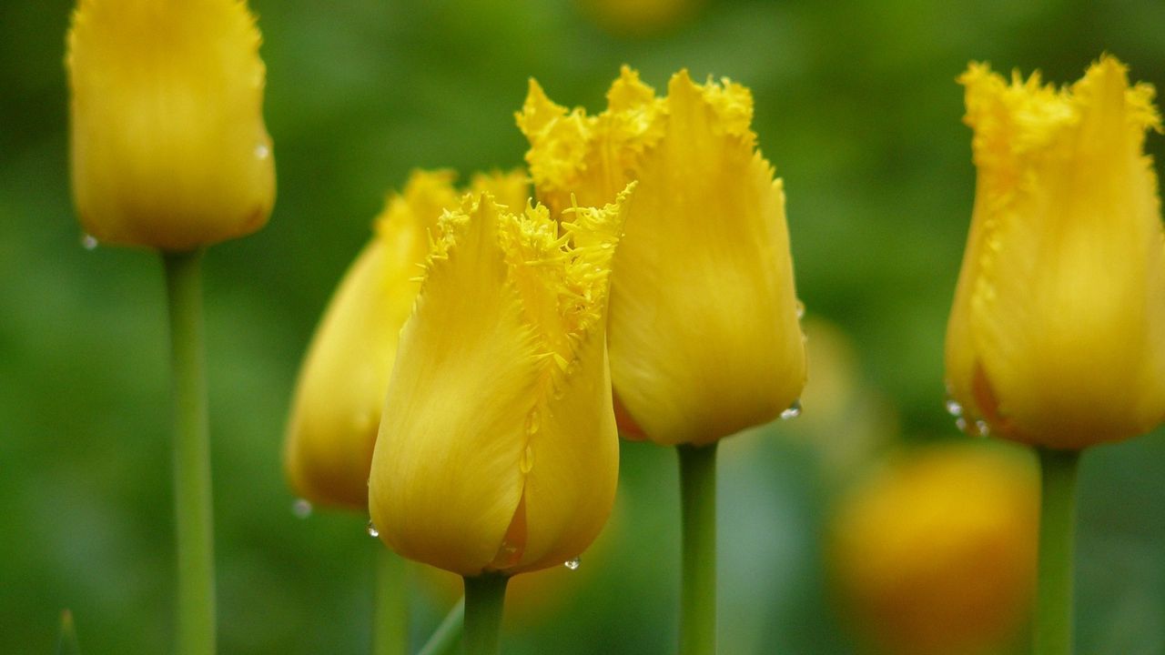 Wallpaper tulips, yellow, drop, leaves, petals